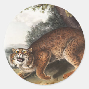American wild cat (Lynx rufus) Illustration Classic Round Sticker