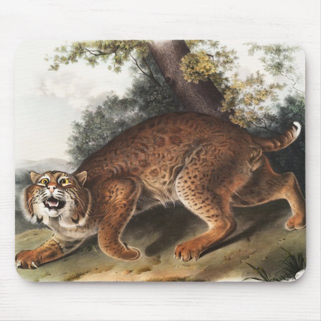 American wild cat (Lynx rufus) Illustration Mouse Pad (Front)