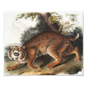 American wild cat (Lynx rufus) Illustration Photo Print