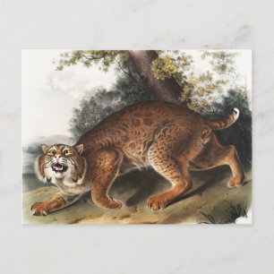 American wild cat (Lynx rufus) Illustration Postcard