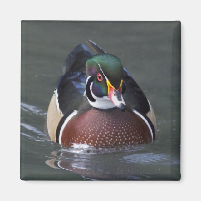 American Wood Duck Magnet (Front)