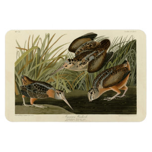 American Woodcock from Audubon's Birds of America Magnet