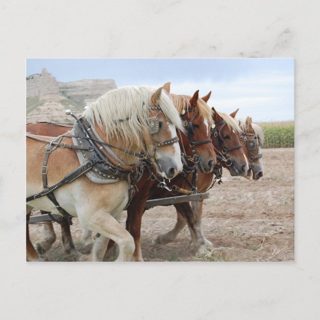 American Work Horse Postcard (Front)