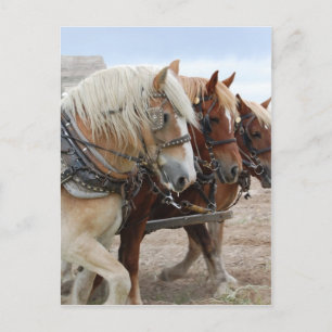 American Work Horse Postcard