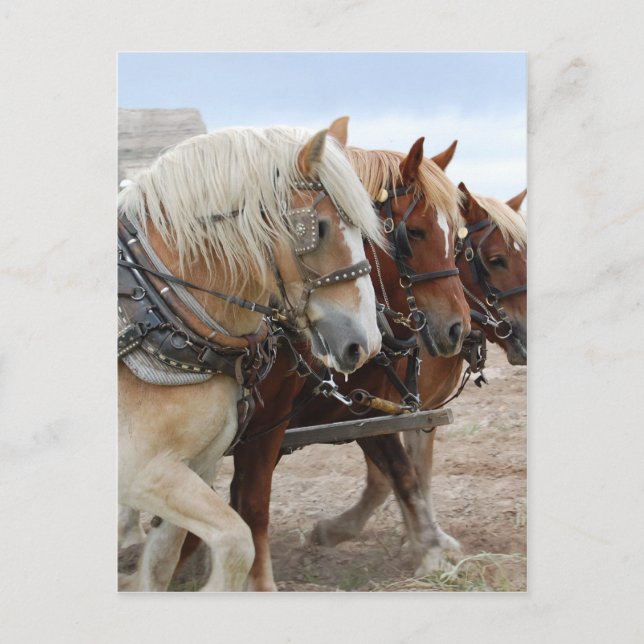 American Work Horse Postcard (Front)