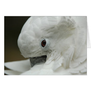 Amérique du Nord, États-Unis, Floride, St. Augusti