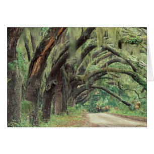 Amérique du Nord, États-Unis, Géorgie, Cumberland