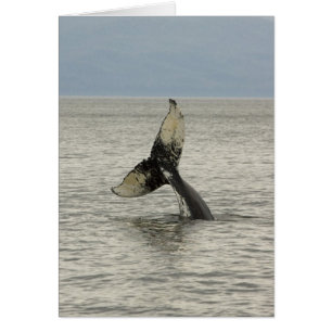 Amérique du Nord, USA, AK, Passage intérieur. Brou