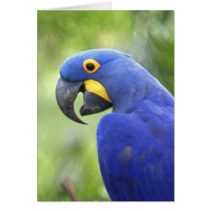 Amérique du Sud, Brésil, Pantanal