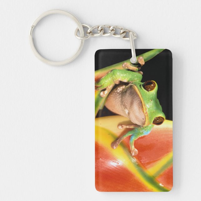 Amérique du Sud, Équateur, Amazonie. Grenouille ar (Devant)