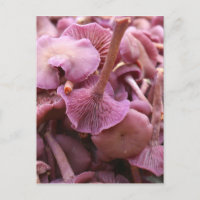 Amethyst Deceiver