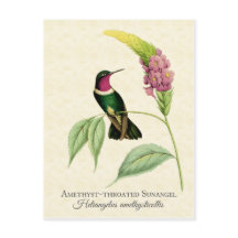 Amethyst Throated Hummingbird Art