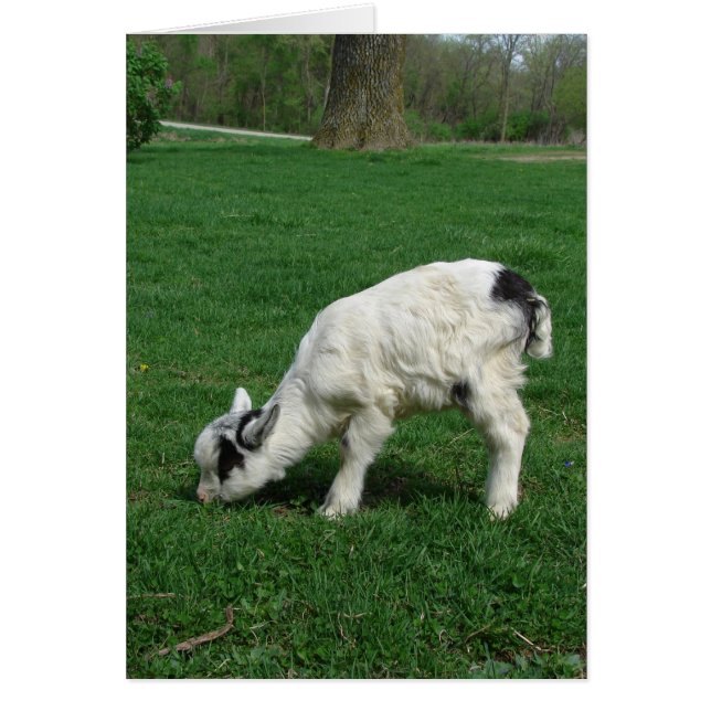 Amiga the Goat (Front)