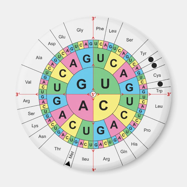 Amino Acid Base Sequence Table Diagram Magnet (Front)
