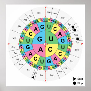 Amino Acid Base Sequence Table Diagram Poster