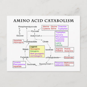Amino Acid Catabolism Diagram Postcard
