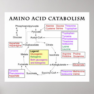 Amino Acid Catabolism Diagram Poster