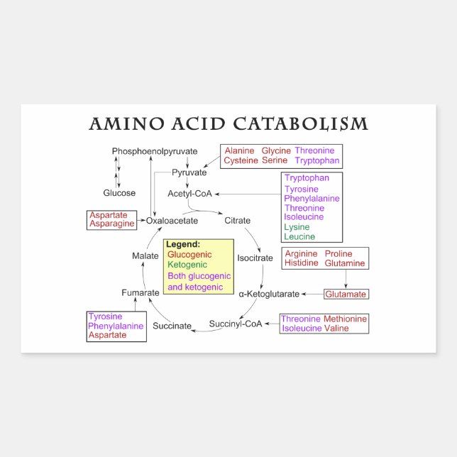 Amino Acid Catabolism Diagram Sticker (Front)