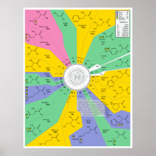 Amino Acid Chemical Molecule Identification Chart
