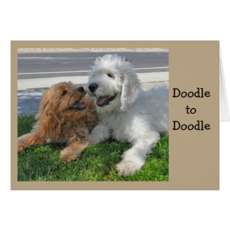 Amis de Goldendoodle