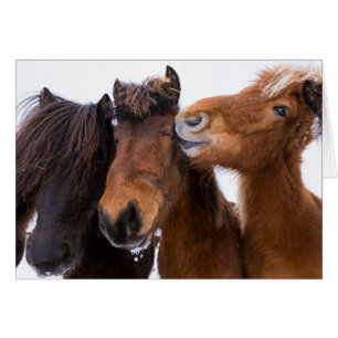 Amis du cheval islandais, Islande