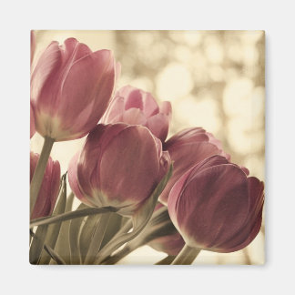 Amis Magnet