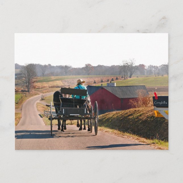 Amish Boy Drives Open Buggy Postcard (Front)