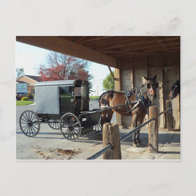 Amish Buggy, 1 Postcard (Front)