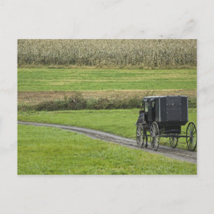 Amish buggy on farm lane, Northeastern Ohio, Postcard