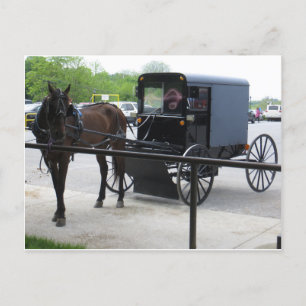 Amish Buggy Postcard