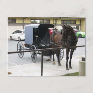 Amish Buggy Postcard