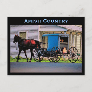 Amish Buggy Postcard