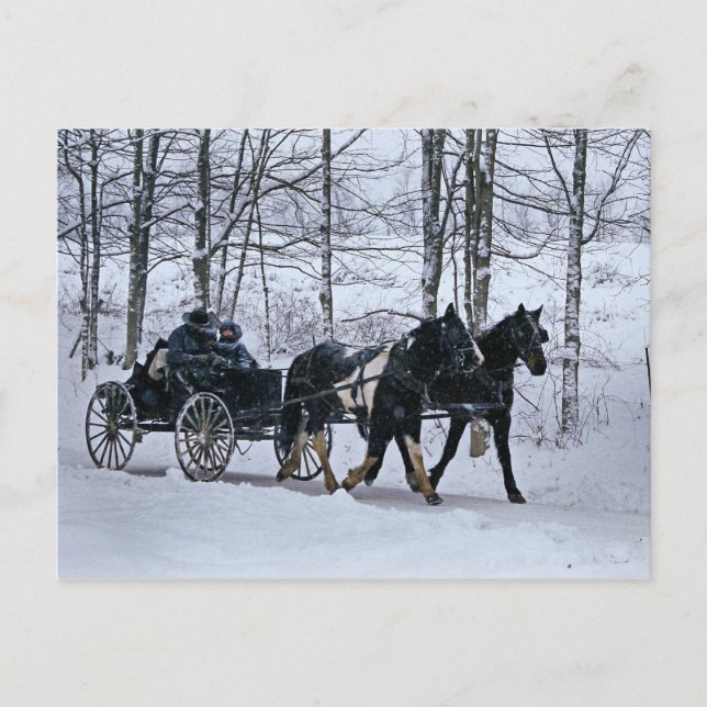 Amish Country Winter Carriage Ride-Postcard Postcard (Front)