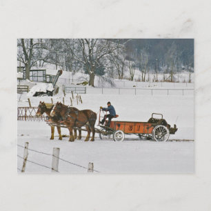 Amish Draught Horses Giddie-Up Postcard