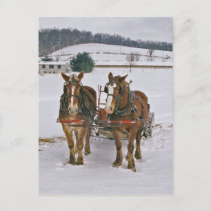 Amish Draught horses In Winter-Postcard Postcard