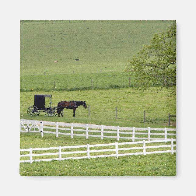 Amish farm with horse and buggy near Berlin, Magnet (Front)