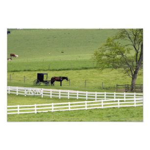 Amish farm with horse and buggy near Berlin, Photo Print