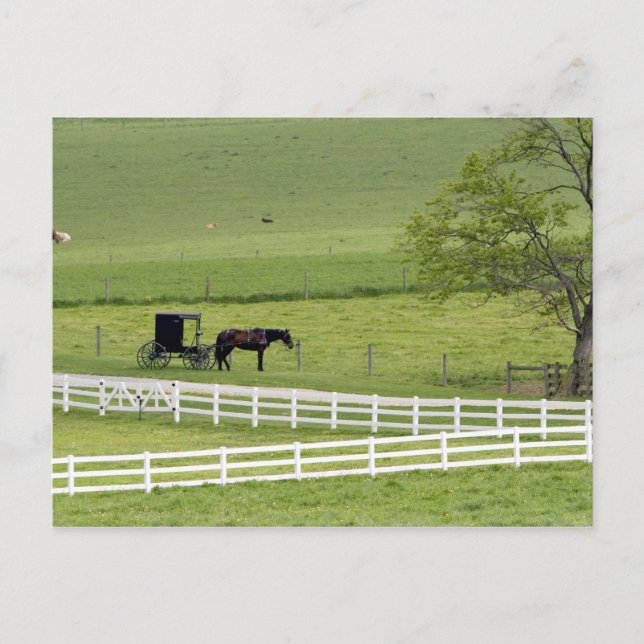 Amish farm with horse and buggy near Berlin, Postcard (Front)