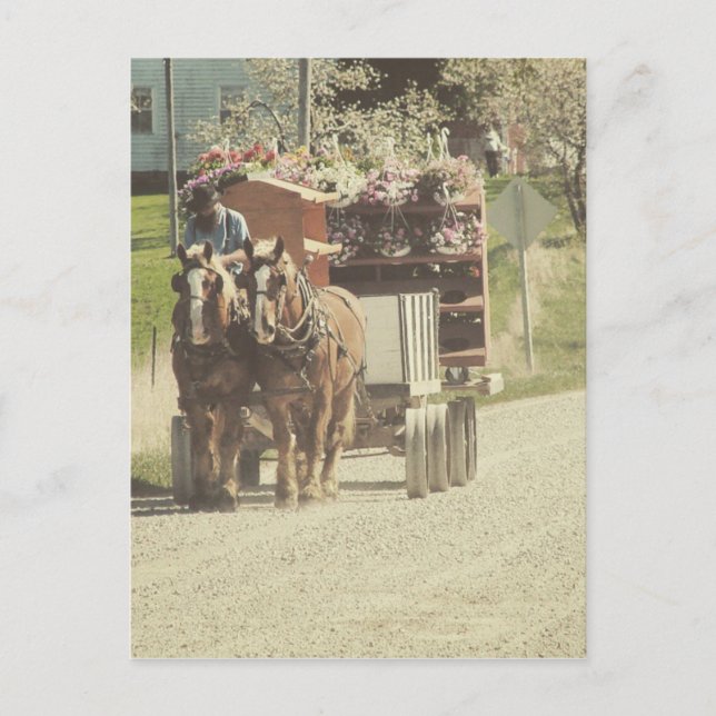 Amish Flower Delivery Postcard (Front)