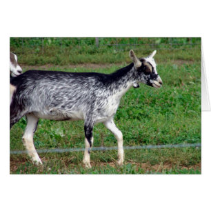 Amish Goat