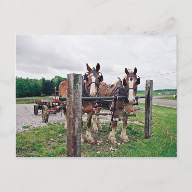 Amish Hitching Post Postcard (Front)