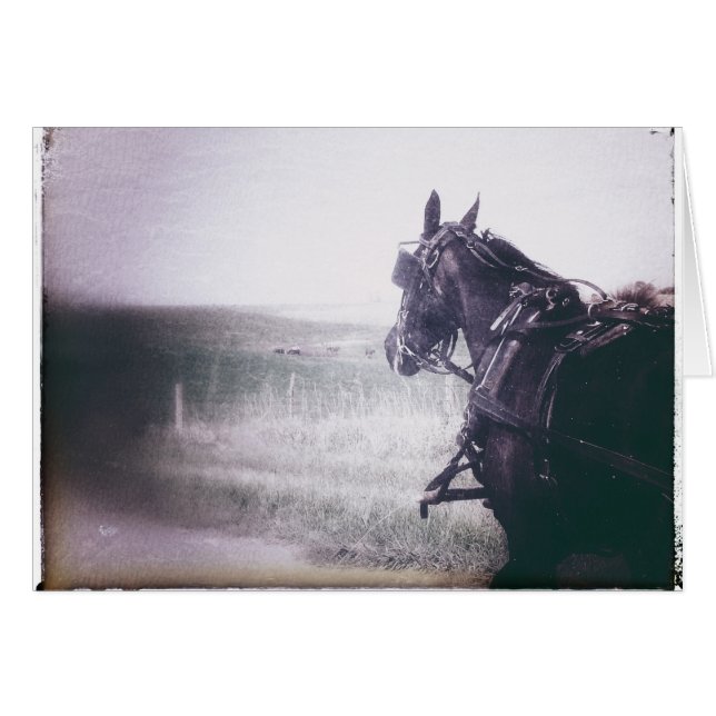 Amish Horse (Front Horizontal)