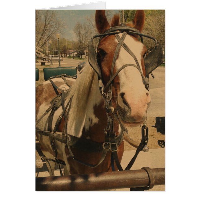Amish Horse, A Pinto (Front)