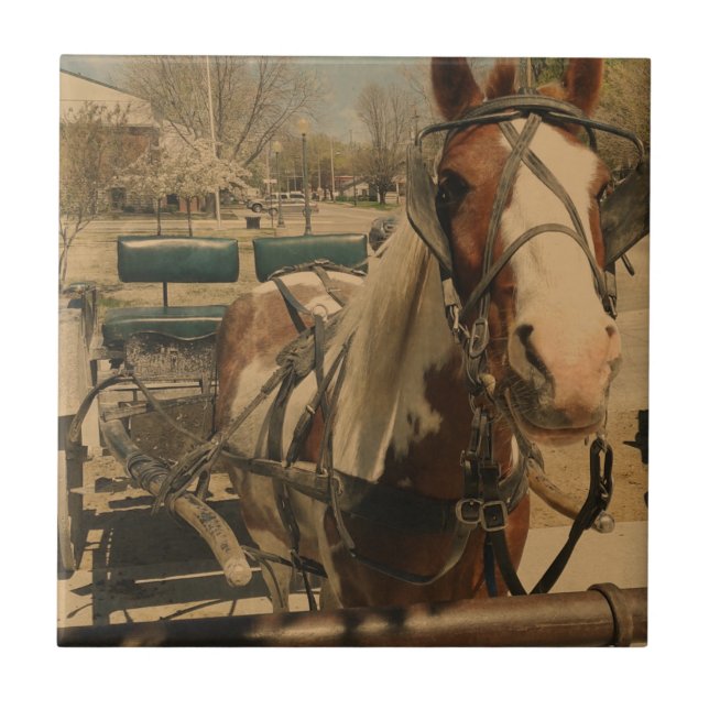 Amish Horse, A Pinto Tile (Front)