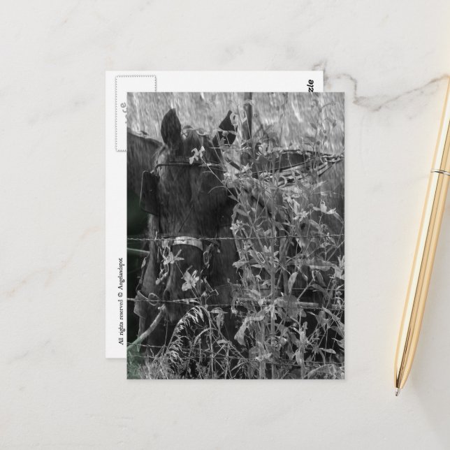 Amish Horse and Buggy Black and White Summer  Postcard (Front/Back In Situ)