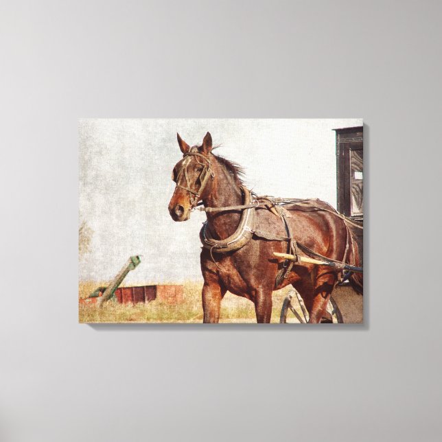 Amish Horse and Buggy in Kalona, Iowa Canvas Print (Front)