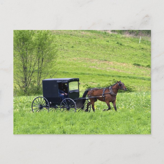 Amish horse and buggy near Berlin, Ohio. Postcard (Front)