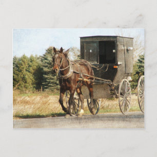 Amish Horse and Buggy Postcard