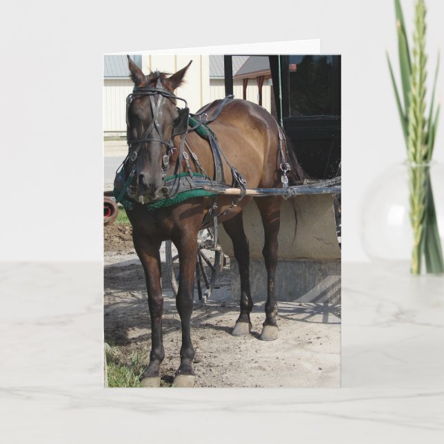 Amish Horse At the Hitching Post Card (Front)
