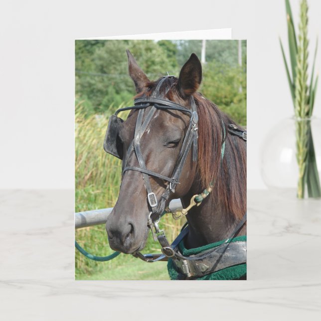 Amish Horse at the Hitching Post Card (Front)